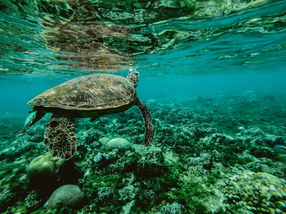 Uma tartaruga a mergulhar nas águas cristalinas