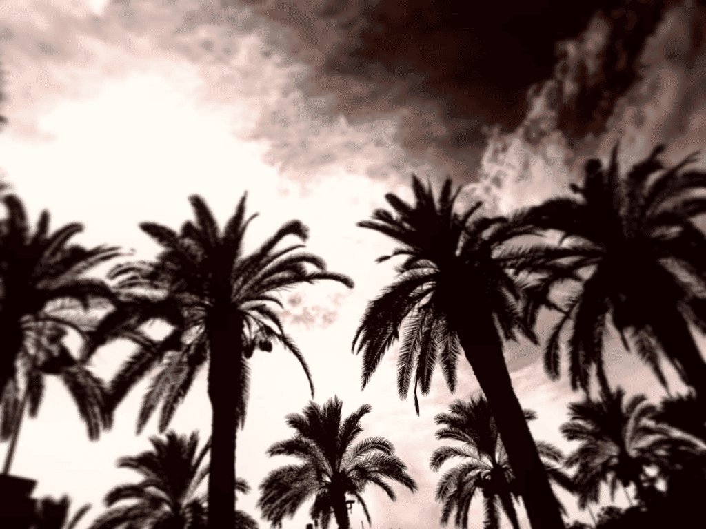 A view of palm trees stretching towards the sky.