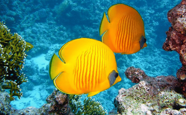 lemon butterflyfish, fishes, exotic