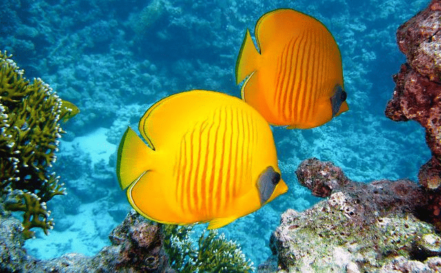 Muitos peixes exóticos