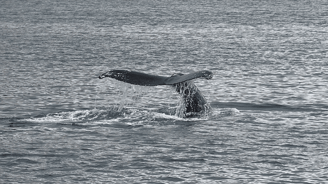 whale, the humpback whale, humpback whales