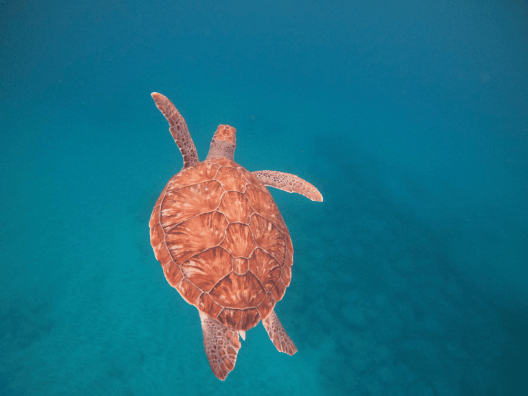 Uma tartaruga marinha a nadar em água cristalina; as tartarugas de Cabo Verde