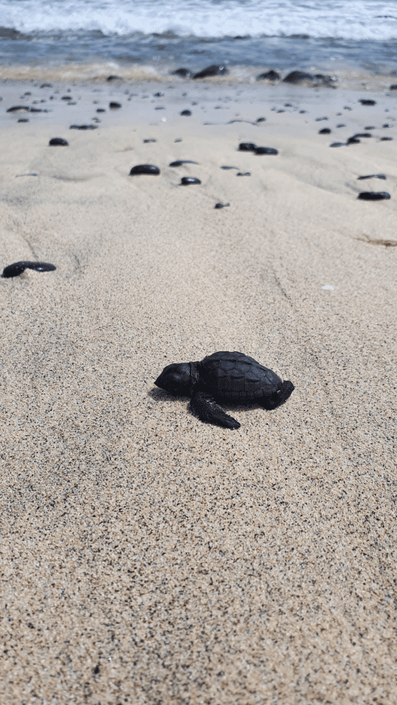 turtle, baby turtle, beach