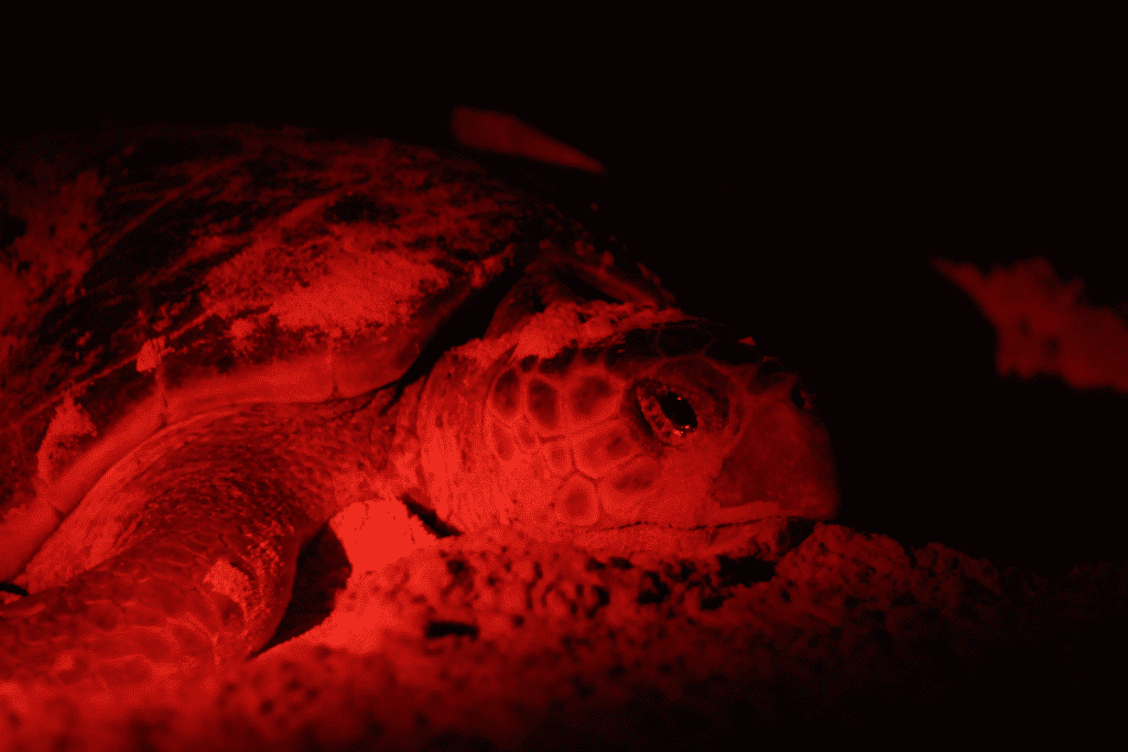 Peek-aboo! A turtle is spotted at night making its way down the beach.
