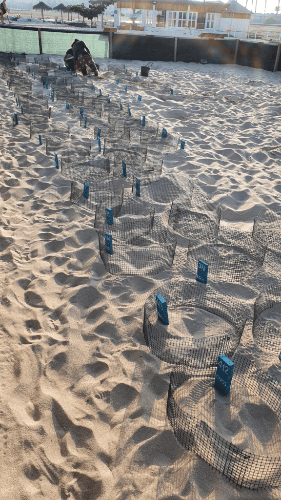 Conservation efforts include measuring the nests found on the beaches.