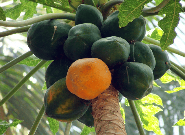 papaya, dharwad, karnataka