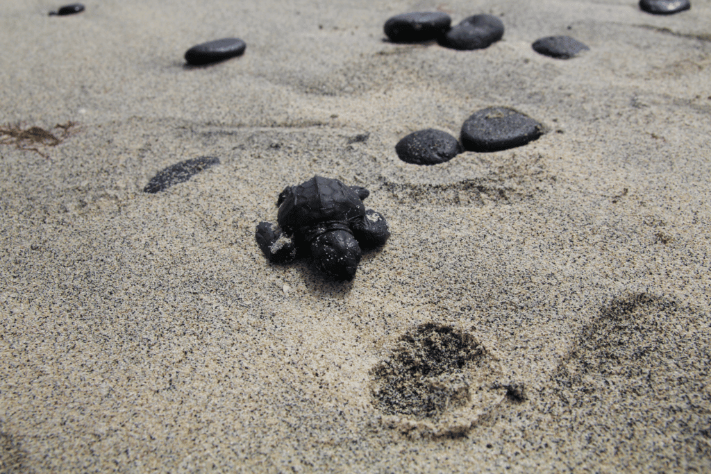 Do you see it? There's a super cute baby turt