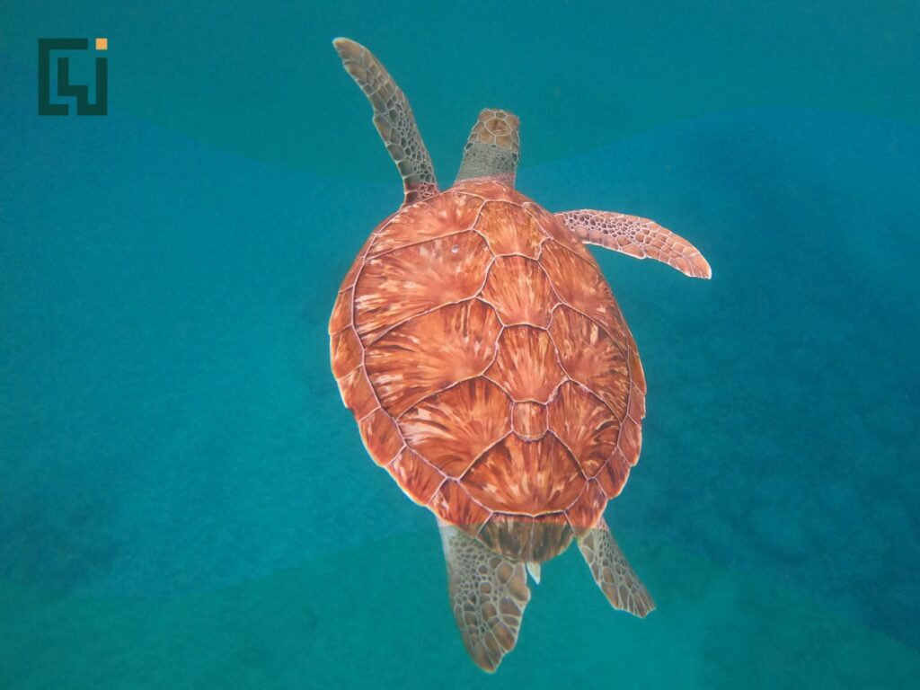 Uma tartaruga marinha a nadar em água cristalina; as tartarugas de Cabo Verde