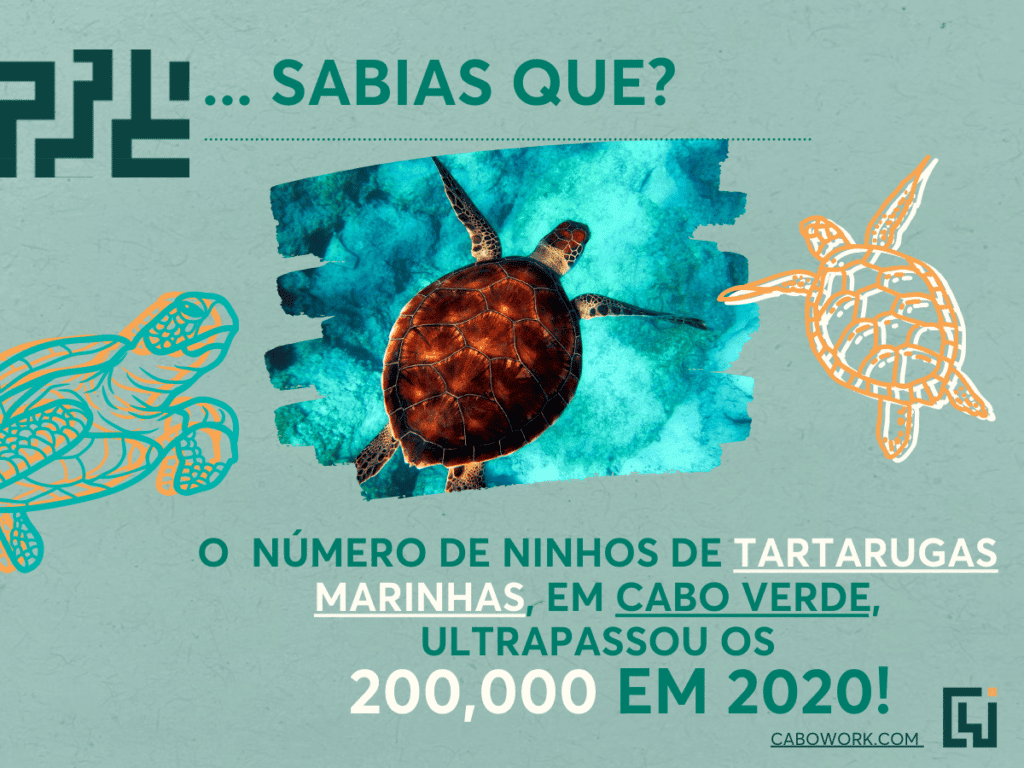 Imagem de curiosidades sobre tartarugas: Sabias que?