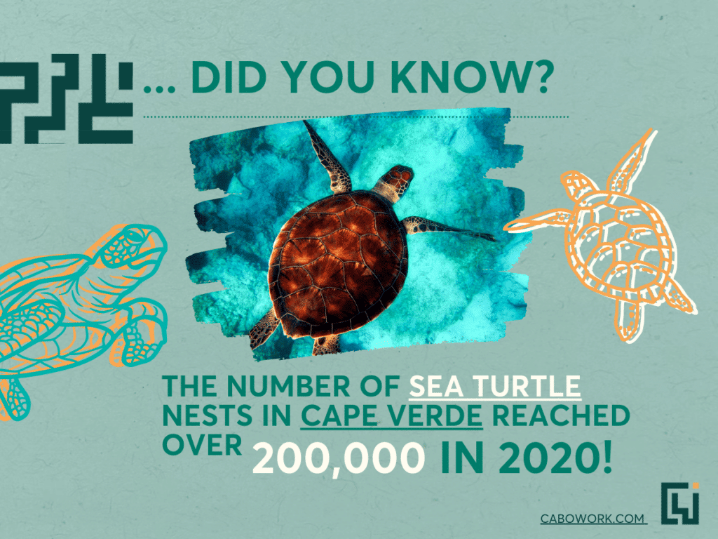 Turtle fun fact image: Did you know?