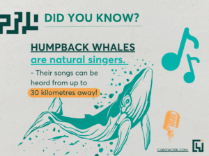 A grey image with a picture of a whale and a microphone - 'Humpback whales are natural singers'.