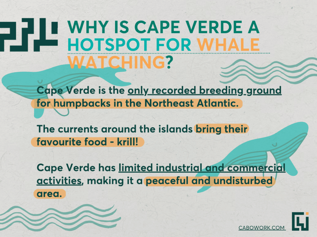 Three reasons why Cape Verde is a hotspot for whale watching.