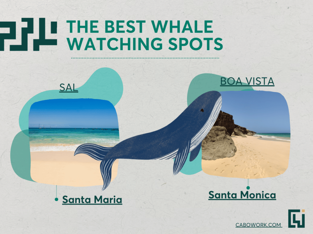 An image depicting Santa Maria and Santa Monica as two of the best places for whale watching.