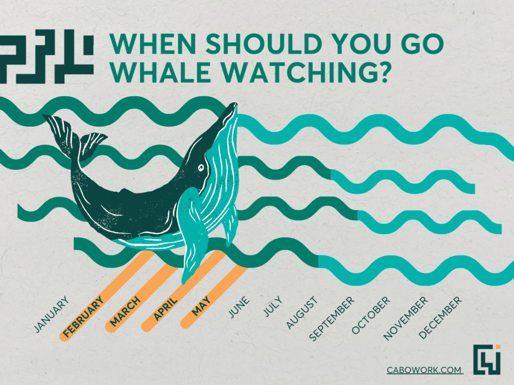A graphic showing the best time in the year to see whales in Cape Verde.