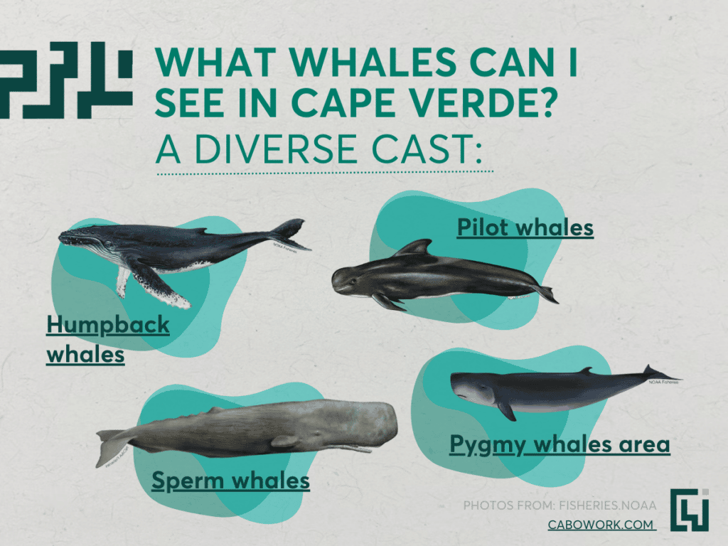 A graphic showing four of the most popular whale species in Cape Verde.