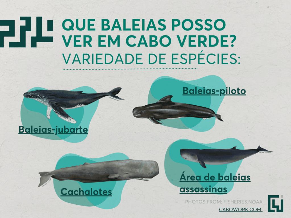 As baleias de cabo verde- as espécies.