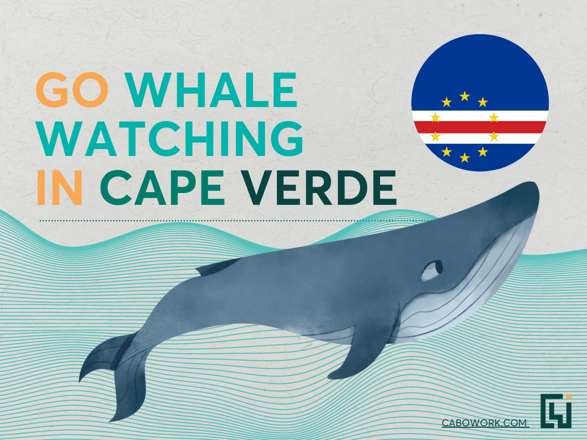 An image with a picture of a whale and the Cape Verdean flag - 'Go whale watching in Cape Verde'.